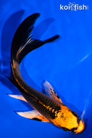 5.5" ORENJI MATSUBA BUTTERFLY