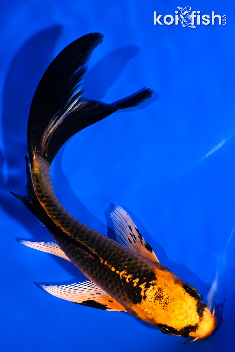 5.5" ORENJI MATSUBA BUTTERFLY