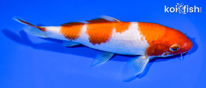 6.5" SANDAN KOHAKU