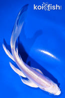 5.5" DOITSU PLATINUM OGON BUTTERFLY