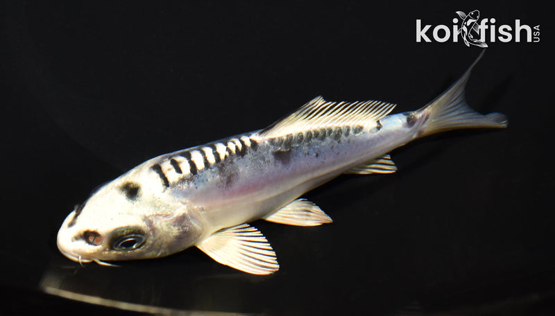 5.25" KIKOKURYU