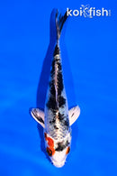 4.5" YAMATO NISHIKI