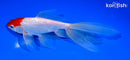 7.25" HOODED WATONAI GOLDFISH
