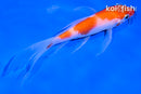 5" KOHAKU BUTTERFLY