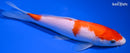 7.25" KOHAKU