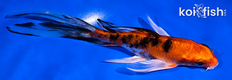 6" YAMATO NISHIKI BUTTERFLY