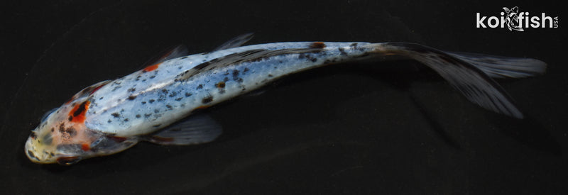 7" SHUBUNKIN GOLDFISH