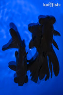 PACK OF (3) 4.5-5" TELESCOPE FANTAIL GOLDFISH