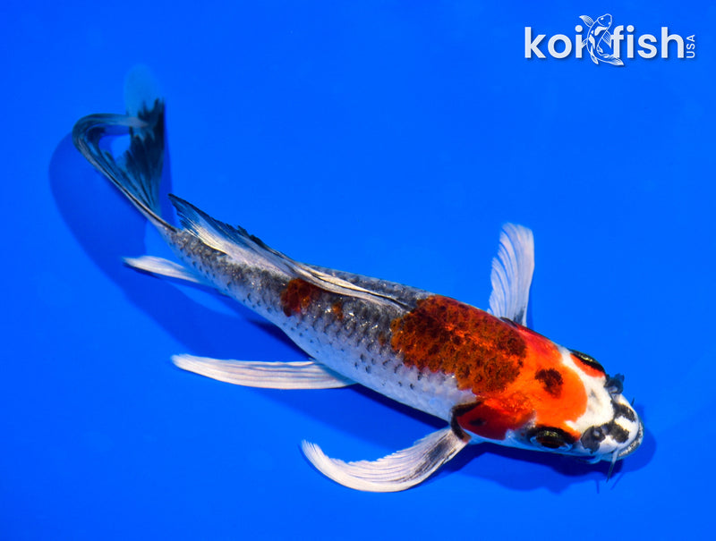 7.5" BENI GINGA BUTTERFLY