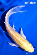 6" YAMABUKI OGON BUTTERFLY