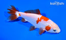 4.75" WAKIN GOLDFISH