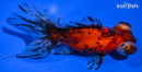 4.75" TELESCOPE FANTAIL GOLDFISH