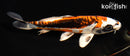 6.75" BENI KIKOKURYU