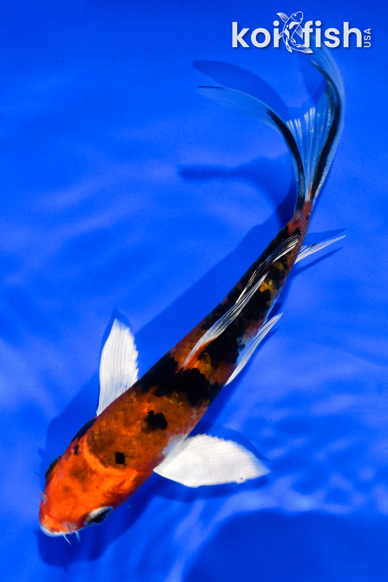 5" YAMATO NISHIKI BUTTERFLY