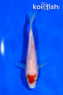 4.5" KOHAKU
