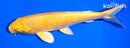 7" YAMABUKI OGON