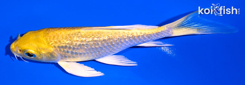 5" GINRIN YAMABUKI OGON BUTTERFLY