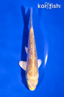 4" GINRIN YAMABUKI OGON