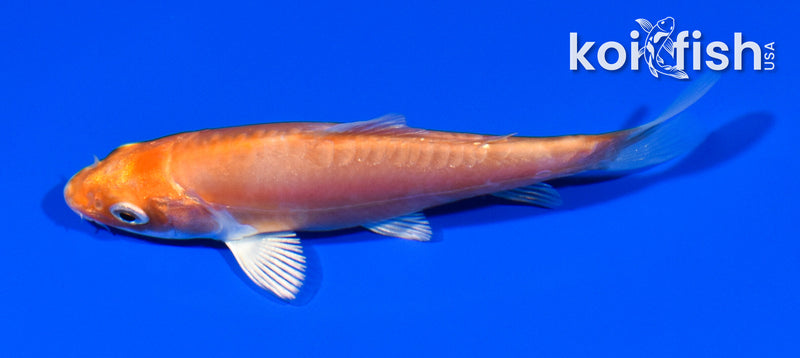 4" KIKUSUI