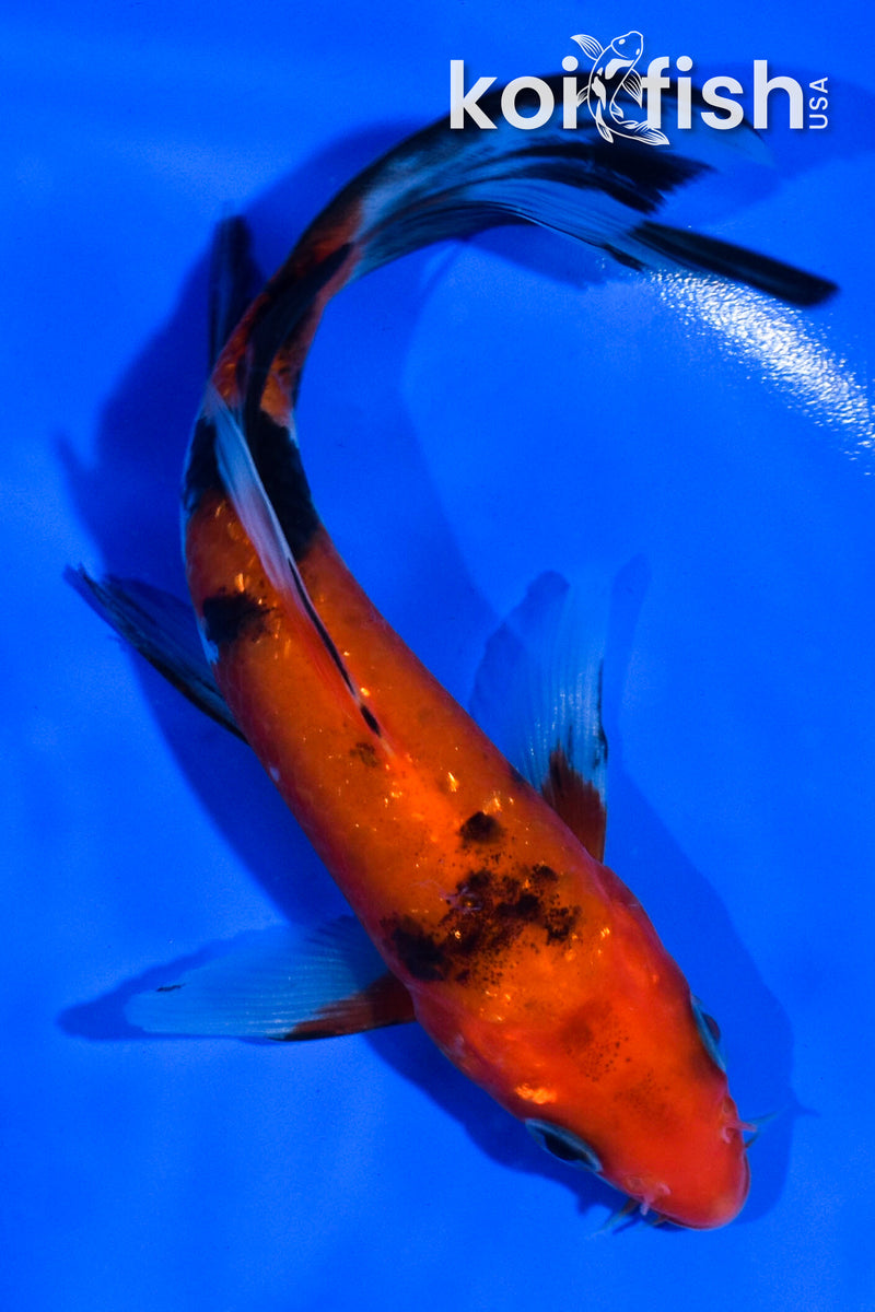 5.5" AKA SANKE BUTTERFLY