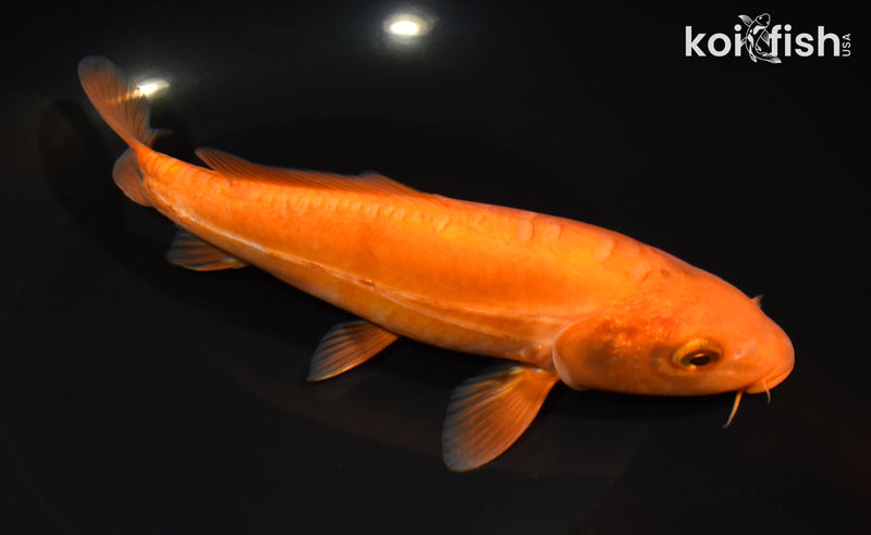 8" DOITSU CHAGOI