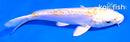 4.5" DOITSU LEMON HARIWAKE