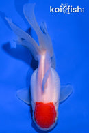 5" TANCHO ORANDA GOLDFISH