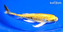 8" KIN KIKOKURYU BUTTERFLY