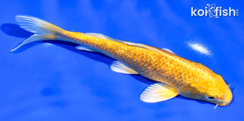 6" GINRIN YAMABUKI OGON