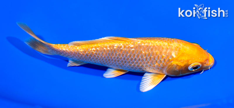 5.25" GINRIN YAMABUKI OGON