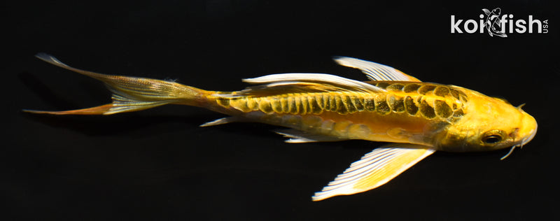 6" DOITSU KI MATSUBA BUTTERFLY