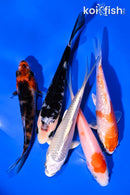 PACK OF (5) 3.5-4.5" STANDARD KOI