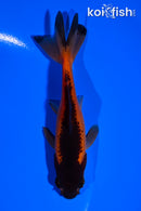 4.25" WAKIN GOLDFISH