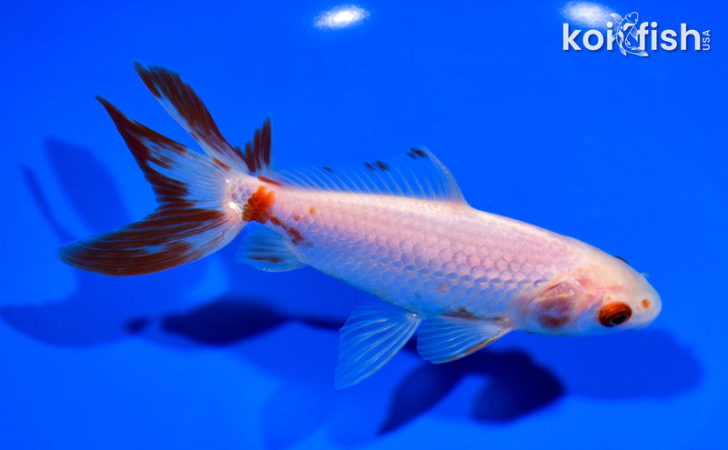 5.75" WAKIN GOLDFISH