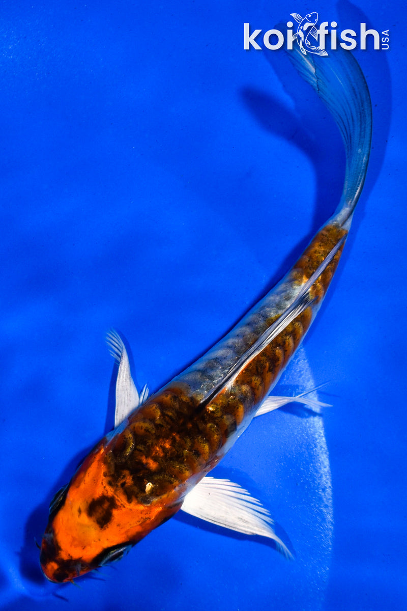 5" ARAGOKE BENI KIKOKURYU BUTTERFLY