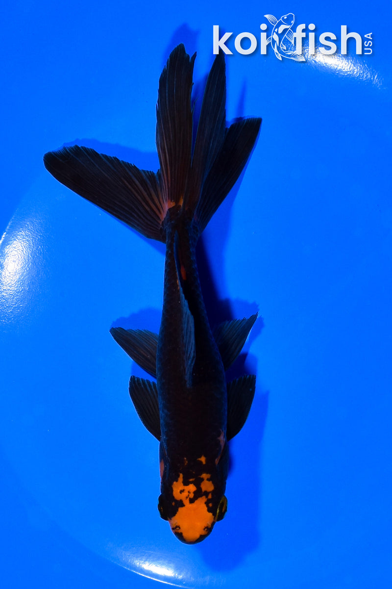 6" WATONAI GOLDFISH