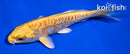4" ARAGOKE YAMABUKI OGON