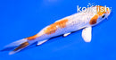 4" GINRIN HARIWAKE
