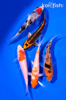 PACK OF (5) 4-5" STANDARD KOI