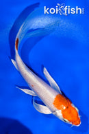 5" HARIWAKE BUTTERFLY