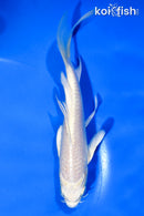 5.5" PLATINUM OGON BUTTERFLY