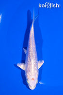 4.5" GINRIN PLATINUM OGON