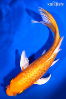 7.75" GINRIN ORENJI OGON BUTTERFLY