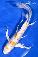 9.75" DOITSU LEMON HARIWAKE BUTTERFLY