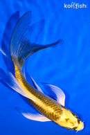 5.5" KI MATSUBA BUTTERFLY