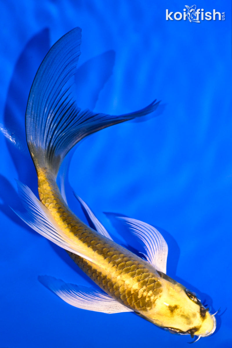 5.5" KI MATSUBA BUTTERFLY