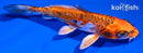 5.5" BENI KIKOKURYU