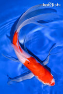 10.75" KUCHIBENI KOHAKU BUTTERFLY