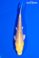 5" GINRIN YAMABUKI OGON