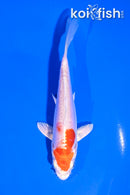 5" KIKUSUI